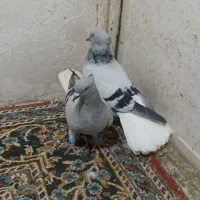 پرنده