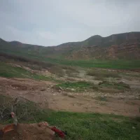 گوسفند فروشی