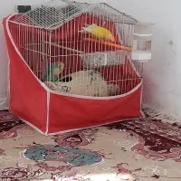 کوتوله تخم وجوجه ای