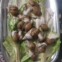 حلزون برای فروش