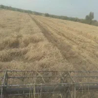 گندم محلی باکیفیت