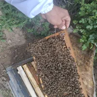 زنبور عسل بومی 30 عدد