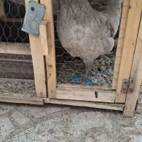 فروش مرغ تخم گذارلهستانی