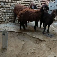 بره