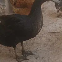 اردک اصیل