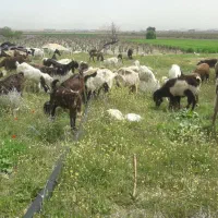 شیر ماست دوغ کره لبنیات(گوسفندی) شیراز و حومه