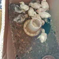 فروش انواع جوجه گلپایگان و محلی و جوجه بوقلمون