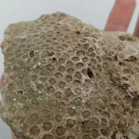 فسیل دریایی مرجان