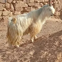 بزغاله دوبور