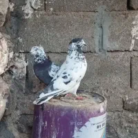 کبوتر تهرانی