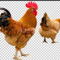 مرغ و خروس گمشده