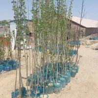نهال‌انواع‌میوه‌وگردوهای‌اصلاح‌شده‌ودرحت‌صنوبر