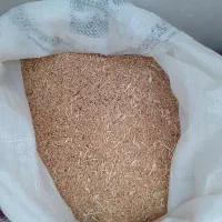 گندم دیم