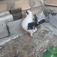 کبوتر دوکت ماده