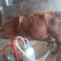 گاو وگوساله سیمینتال
