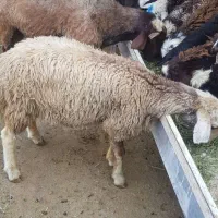 گوسفنده زنده .با قصاب