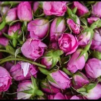 گل محمدی|گل و گیاه طبیعی|خزل, |دیوار