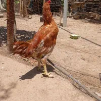 لاری پر مرغی