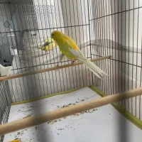 قناری نر رسمی بلند 2025