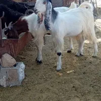 کهره تالی.بره ملحه.بز