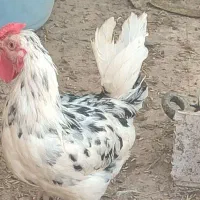 مرغ و خروس