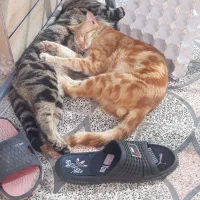 سرپرست برای دو گربه دوقلو
