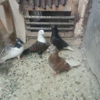 خال وهفرنگ دمسفیدنرکلاغ وزاغدمسفیدماده