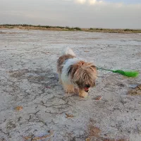 واگذاری سگ پشمالو شیتزو ماده
