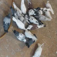 کفتر|پرنده|کرج, کمال‌شهر|دیوار