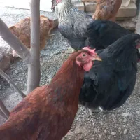 فروش مرغ