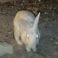 خرگوش