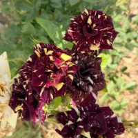 سیم کارت خط جزیره