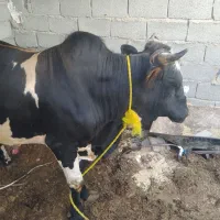 چاق گوساله نر