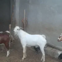 فروش پازن سومال