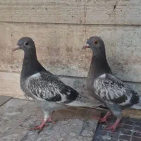 جوجه‌تخم‌کفتر