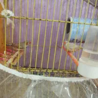 فروش فنچ