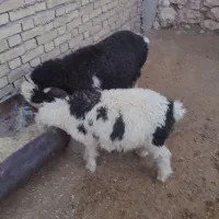 ۴۰ میلیون