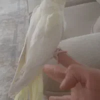 یک عدد عروس هلندی