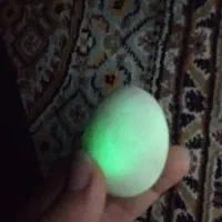 گوهر شب نما