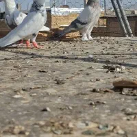 کفتر دست اولی