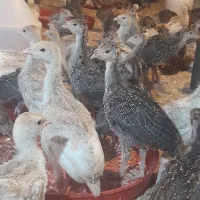 جوجه بوقلمون یکماهه روزه  برنز بوربون تمام نر