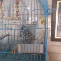دو جفت مرغ عروس به فروش میرود