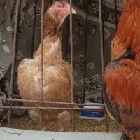 مرغ و قفس لاری جا دار