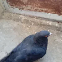 کبوتر نر مفلق