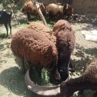 میش|حیوانات مزرعه|تایباد, |دیوار