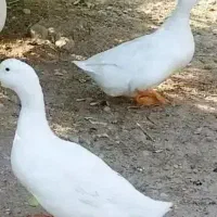 فروش اردک محلی