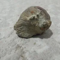 فسیل صدف