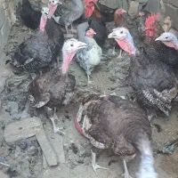 بوقلمون تخم گذاربوربون برنز
