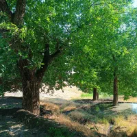 خریدار چوب انواع درختان