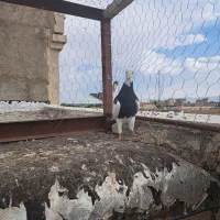 کبوتر|پرنده|اقبالیه, |دیوار